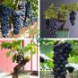 Bonsai Super Black Grape 'Hei Fei' Organic 30 Seeds