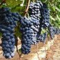 Bonsai Super Black Grape 'Hei Fei' Organic 30 Seeds