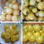 Heirloom White Cherry Tomato Organic Fresh Fruit Vegetables 200 Seeds