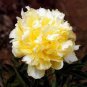 'Huangfeijui' Yellowish Orange Peony 10 Seeds