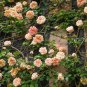 'Gloire de Dijon' Subtle Fragranced Climbing Rose 100 Seeds