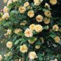 'Gloire de Dijon' Subtle Fragranced Climbing Rose 100 Seeds