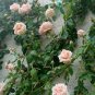 'Gloire de Dijon' Subtle Fragranced Climbing Rose 100 Seeds