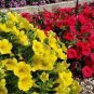 Yellow Orange Star Petunia 400 Seeds