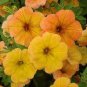 Yellow Orange Star Petunia 400 Seeds