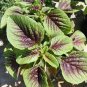 Edible Amaranth Bi-color Vegetable 400 Seeds
