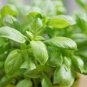 Sweet (Common) Basil 40 Seeds