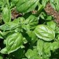 Sweet (Common) Basil 40 Seeds