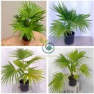 Plants Excelsa Sementes Bamboo Palm  200 Seeds