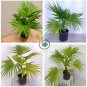 Plants Excelsa Sementes Bamboo Palm  200 Seeds