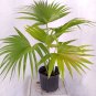 Plants Excelsa Sementes Bamboo Palm  200 Seeds