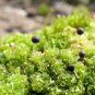 Rare Aquarium Planten Java Moss Grass Plants  100 Seeds