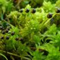 Rare Aquarium Planten Java Moss Grass Plants  100 Seeds