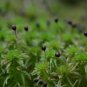Rare Aquarium Planten Java Moss Grass Plants  100 Seeds