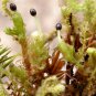 Rare Aquarium Planten Java Moss Grass Plants 100 Seeds