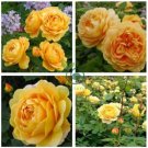 Yellow Rose Golden Celebration Aromatic   200 Seeds