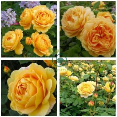 Yellow Rose Golden Celebration Aromatic   200 Seeds
