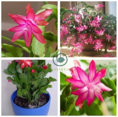 Schlumbergera Cactus Christmas Bonsai   400 Seeds