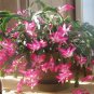 Schlumbergera Cactus Christmas Bonsai   400 Seeds