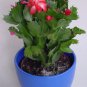 Schlumbergera Cactus Christmas Bonsai   400 Seeds