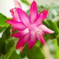 Schlumbergera Cactus Christmas Bonsai   400 Seeds