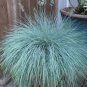 Fescue Grass bonsais - (Festuca glauca) Perennial Hardy Ornamental   400 Seeds