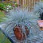 Fescue Grass bonsais - (Festuca glauca) Perennial Hardy Ornamental   400 Seeds