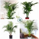 Rare Chrysalidocarpus Lutescens 10 Seeds