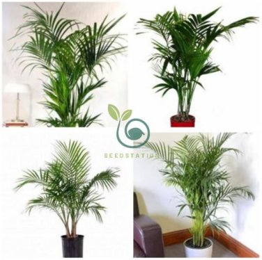 Rare Chrysalidocarpus Lutescens 10 Seeds