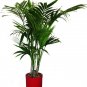 Rare Chrysalidocarpus Lutescens 10 Seeds