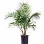 Rare Chrysalidocarpus Lutescens 10 Seeds