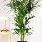 Rare Chrysalidocarpus Lutescens 10 Seeds