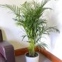 Rare Chrysalidocarpus Lutescens 10 Seeds