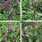 Fragrant Demure Thai Basil with a Licorice Accent Herb 60 Seeds