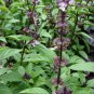 Fragrant Demure Thai Basil with a Licorice Accent Herb 60 Seeds