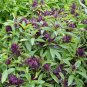 Fragrant Demure Thai Basil with a Licorice Accent Herb 60 Seeds