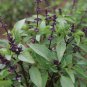 Fragrant Demure Thai Basil with a Licorice Accent Herb 60 Seeds