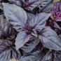 Dark Opal Basil 40 Seeds