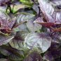 Dark Opal Basil 40 Seeds
