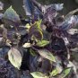 Dark Opal Basil 40 Seeds