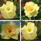 Light Green Adenium Desert Rose 4 Seeds