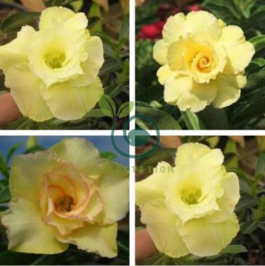 Light Green Adenium Desert Rose 4 Seeds