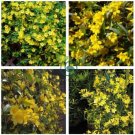Climbing Jasmine Plant Rare Flower Bonsai Perennial Indoor Outdoor 200 Seeds