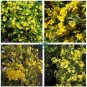 Climbing Jasmine Plant Rare Flower Bonsai Perennial Indoor Outdoor 200 Seeds