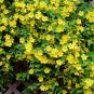 Climbing Jasmine Plant Rare Flower Bonsai Perennial Indoor Outdoor 200 Seeds