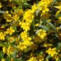 Climbing Jasmine Plant Rare Flower Bonsai Perennial Indoor Outdoor 200 Seeds