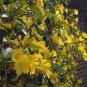 Climbing Jasmine Plant Rare Flower Bonsai Perennial Indoor Outdoor 200 Seeds