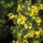 Climbing Jasmine Plant Rare Flower Bonsai Perennial Indoor Outdoor 200 Seeds
