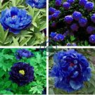 Peony Dark Blue Climbing Flower 10 Seeds