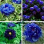 Peony Dark Blue Climbing Flower 10 Seeds